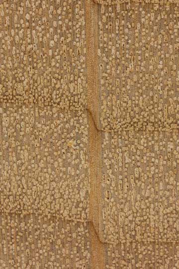 Ольха андская (Alnus acuminata) – торец доски – волокна древесины