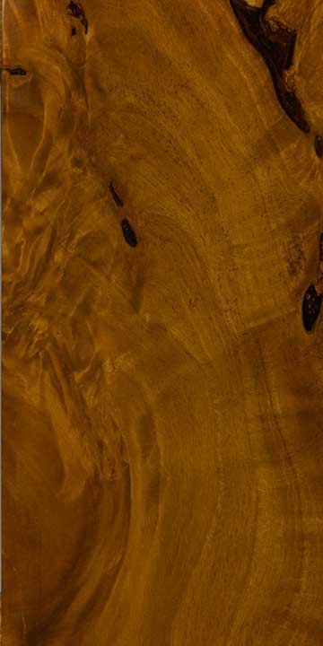 Ольха чёрная (Alnus glutinosa) – древесина под лаком