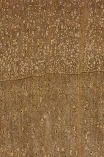Ольха чёрная (Alnus glutinosa) – торец доски – волокна древесины, увел. 10х