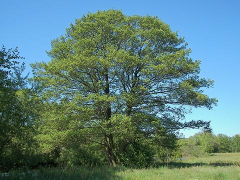 Ольха чёрная. Общий вид взрослого дерева. Марбург, Германия