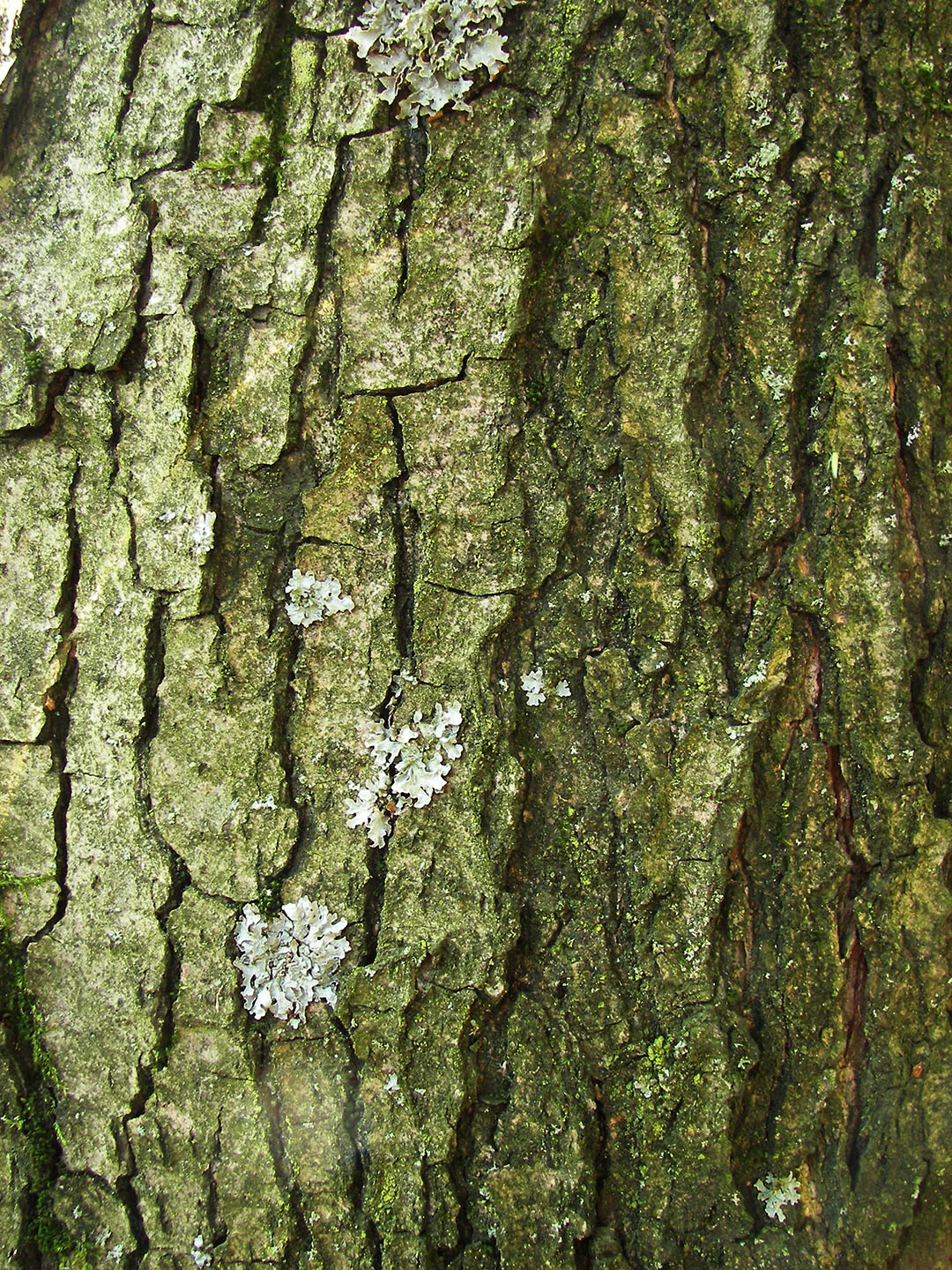 Ольха чёрная – дерево и древесина – Alnus glutinosa