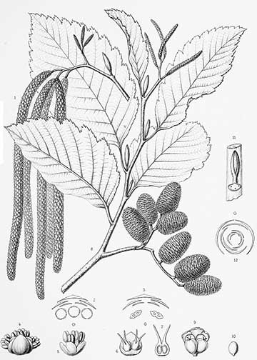 Ботаническая иллюстрация листьев, цветов и плодов из книги Лес Северной Америки (The Silva of North America), 1887