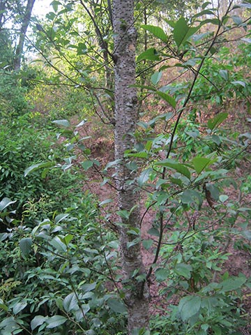 Ольха непальская (Alnus nepalensis)