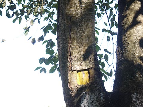 Ольха непальская (Alnus nepalensis)