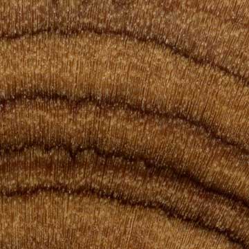Олива европейская (Olea europaea) – торец доски – волокна древесины