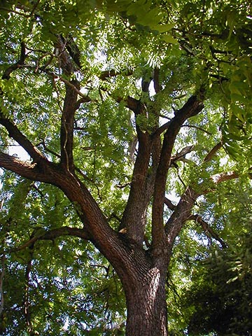 Чёрный орех - традиционное дерево в Портленде