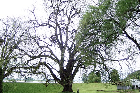 Самое большое известное живое дерево чёрного ореха находится на острове Sauvie Island, штат Орегон, США