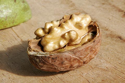 Открытый грецкий орех с открытым семенем
