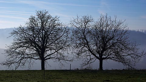 Силуэт двух ореховых деревьев зимой