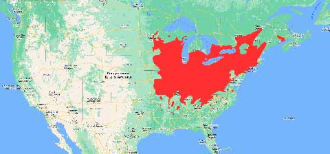 Естественная область распространения Серого ореха (Juglans cinerea) – восточная часть Северной Америки