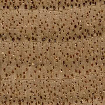 Орех серый (Juglans cinerea) – торец доски – волокна древесины