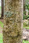 Кора дерева Juglans australis в дендрарии Хакфоллс (Новая Зеландия)