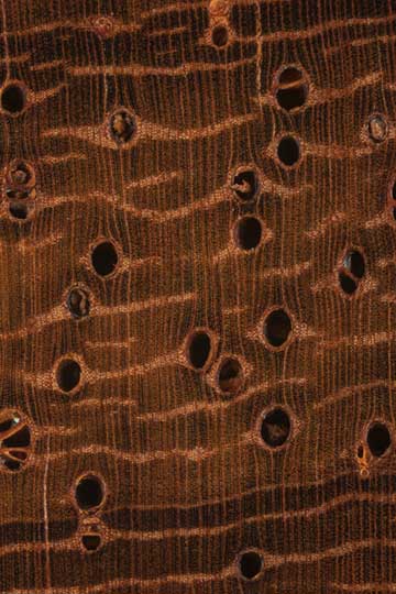 Африканский падук (Pterocarpus soyauxii) - торец доски - волокна древесины