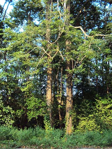Взрослые деревья, растущие в лесу