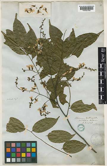 Гербарный образец Pterocarpus dalbergioides в каталоге гербария Королевского ботанического сада Кью – 5 января 1854 г.