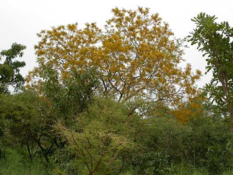 Цветущий Pterocarpus erinaceus на юго-западе Буркина-Фасо