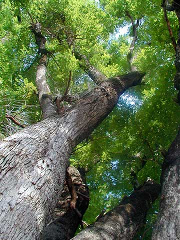 Бирманский падук (Pterocarpus macrocarpus) – вид на крону (снизу вверх)