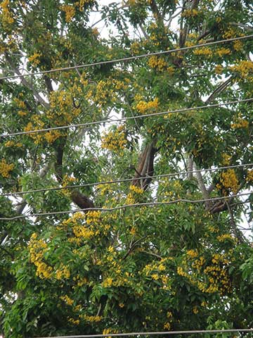 Бирманский падук обычно цветёт во время Тинджана