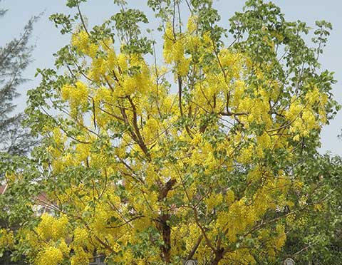 Цветущее дерево – бирманский падук (Pterocarpus macrocarpus)