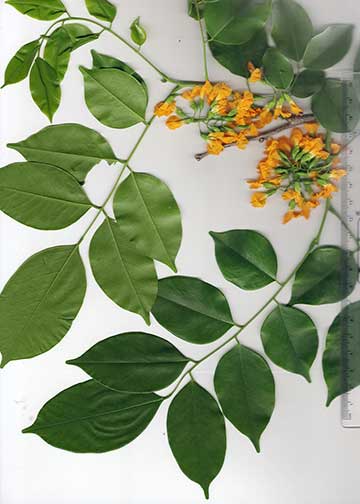 Листья и цветы – бирманский падук (Pterocarpus macrocarpus)