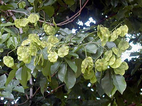 Созревающие семенные коробочки – бирманский падук (Pterocarpus macrocarpus)