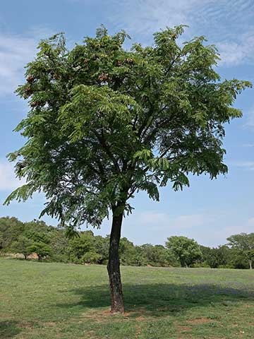 Pterocarpus angolensis – Национальный ботанический сад Претории (ЮАР)