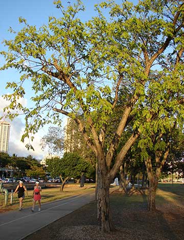 Дерево Нарра (Pterocarpus indicus) в парке Ала Моана Риджинал. Гонолулу, Гавайи, США