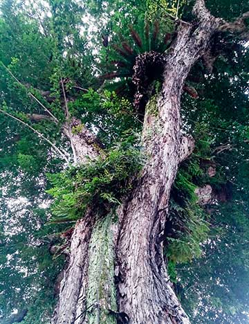 60-летнее дерево, выращенное в открытом грунте, было отмечено как дерево наследия в Сингапуре. Его обхват составляет 7,7 м