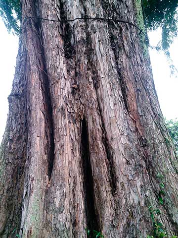 Глубоко рифлёный ствол Нарра (Pterocarpus indicus)