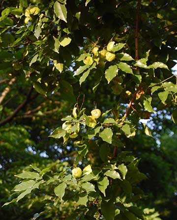 Листья и плоды Pterocarpus indicus. Богор, Западная Ява, Индонезия
