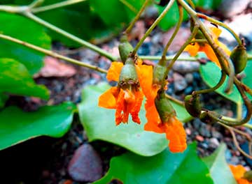 Цветки Pterocarpus indicus