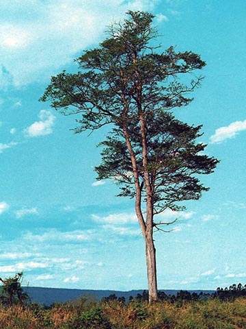 Дерево, растущее в Аргентине