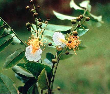 Цветущая ветвь Bobgunnia fistuloides