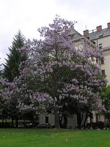 Цветущее дерево. Брно, Чехия