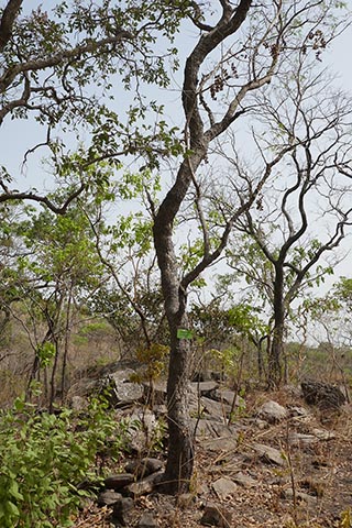 Prosopis africana. Атакора (горная цепь), Бенин