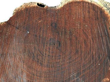 Деталь из древесины Prosopis nigra - поперечный спил