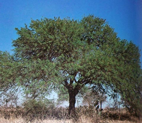 Prosopis nigra. Опубликовано в Libro del Árbol