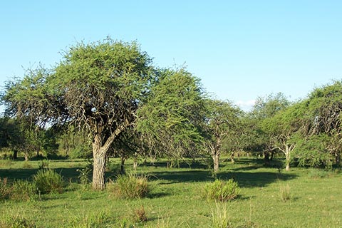Лес из Прозописа (Prosopis spp.). Уругвай