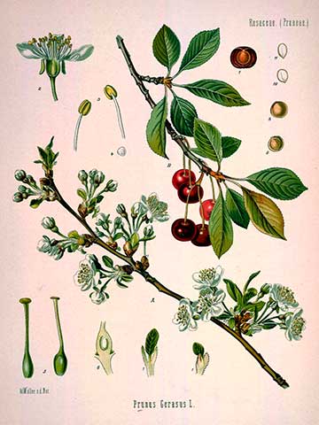 Ботаническая иллюстрация из справочника «Köhler's Medizinal-Pflanzen», 1887