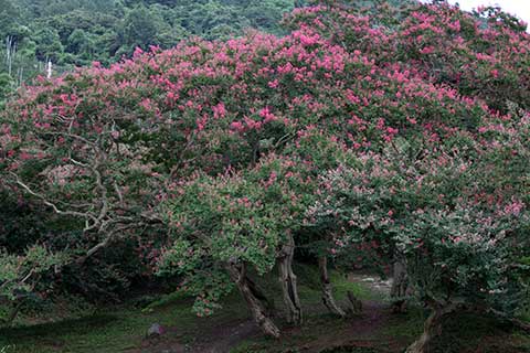 Лагерстрёмия индийская (Lagerstroemia indica) – номенклатурный тип рода. Общий вид цветущего растения