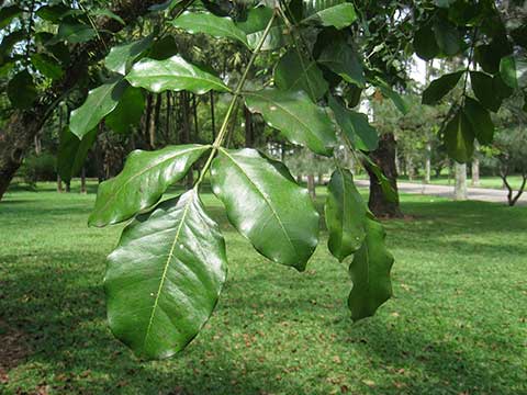 Непарная перистая лиственная ветка Swartzia langsdorffii