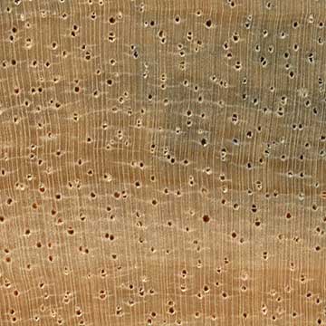 Рамин (Gonystylus spp.) – торец доски – волокна древесины, увел. 10х