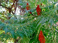 Сумах оленерогий с щелевидными листьями (Rhus typhina сорт “dissecta”)