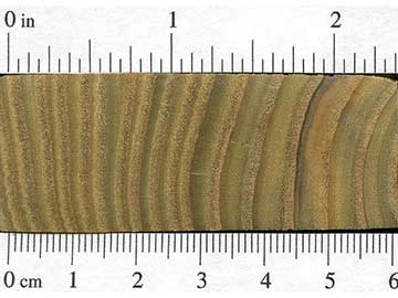 Сумах оленерогий (Rhus typhina) – торец доски