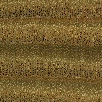 Сумах оленерогий (Rhus typhina) – торец доски – волокна древесины, увел. 10х