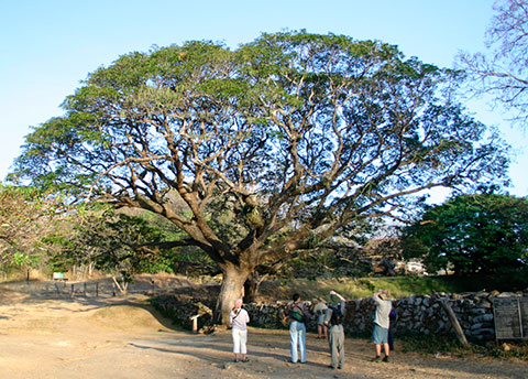 Дерево Samanea saman