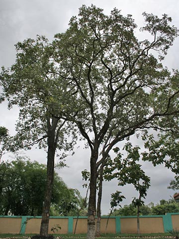 Сандаловое дерево - общий вид взрослого растения