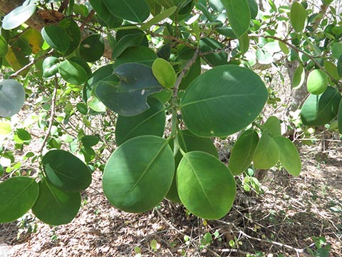 Листья сандалового дерева