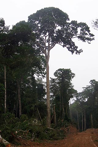 Деревья Сапеле (Entandrophragma cylindricum)