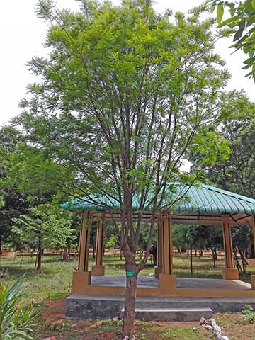 Восточно-индийское сатиновое дерево (Chloroxylon swietenia) в Вишакхапатнаме